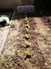 Les nouveaux plants de salade